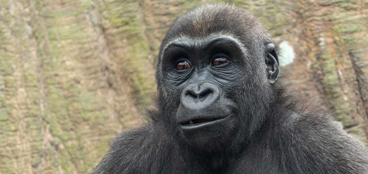 western lowland gorilla, Pablo