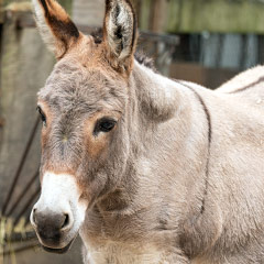 Sardinian dwarf donkey