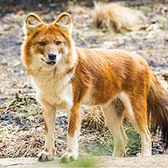 northern dhole