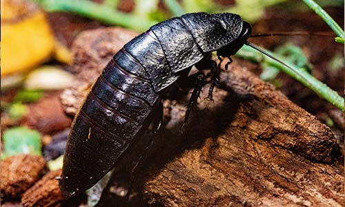 Madagascar hissing cockroach