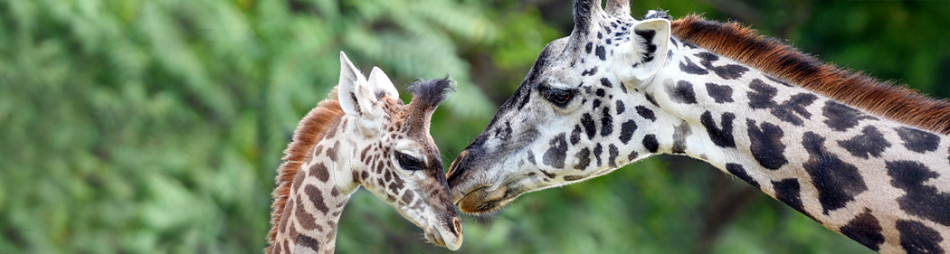 giraffe mother nuzzles her calf