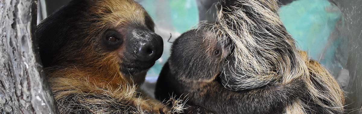 baby sloth