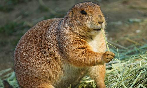 prairie dog eating hay