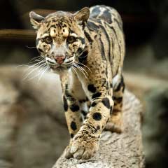clouded leopard walking on a log