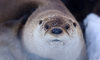 otter