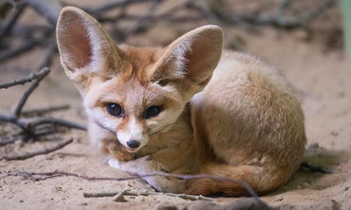 Fennec fox