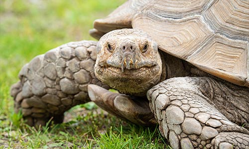 African-spurred tortoise