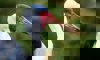 wattled crane
