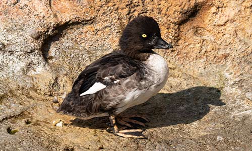 Barrow's goldeneye