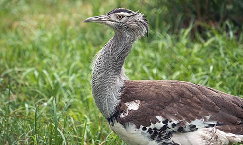 kori bustard