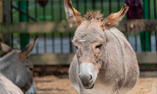 Sardinian dwarf donkey