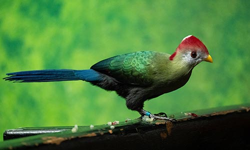 red-crested turaco