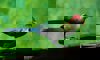 red-crested turaco