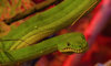 emerald tree boa