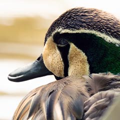 Baikal teal duck
