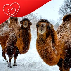 camels in the snow