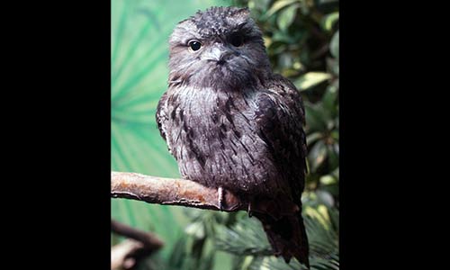 tawny frogmouth