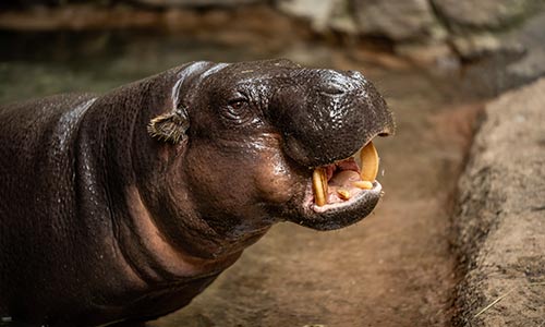 pygmy hippo