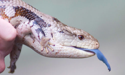blue-tongued skink