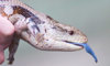 blue-tongued skink