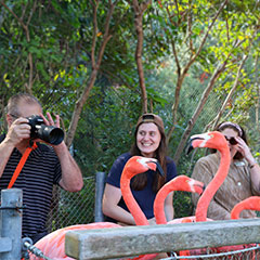 guests enjoying the Flamingo Experience