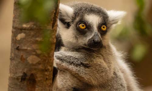 ring-tailed lemur