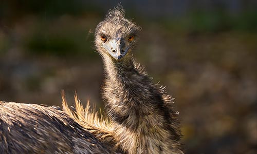 emu