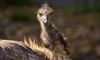 emu