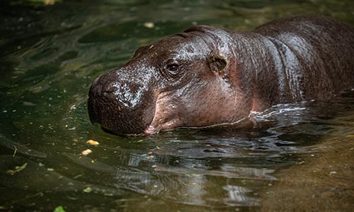 pygmy hippo