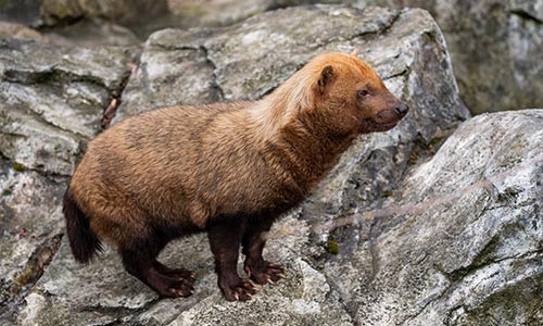 bush dog