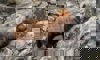 bush dog