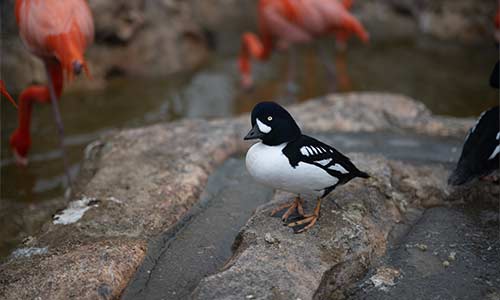 Barrow's Goldeneye
