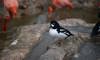 Barrow's Goldeneye