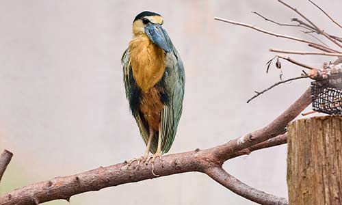 boat-billed heron
