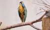 boat-billed heron