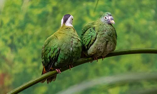 Black-naped fruit dove