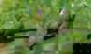 Black-naped fruit dove