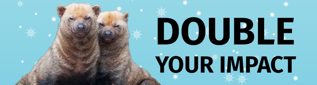 bush dogs with "double your impact" title