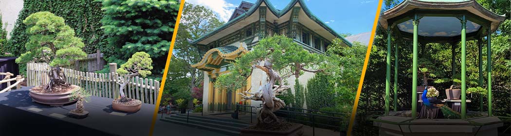 Bonsai plants in front of the Bird's World pavilion