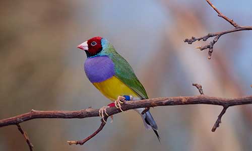Gouldian finch