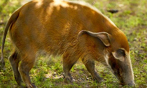 red river hog