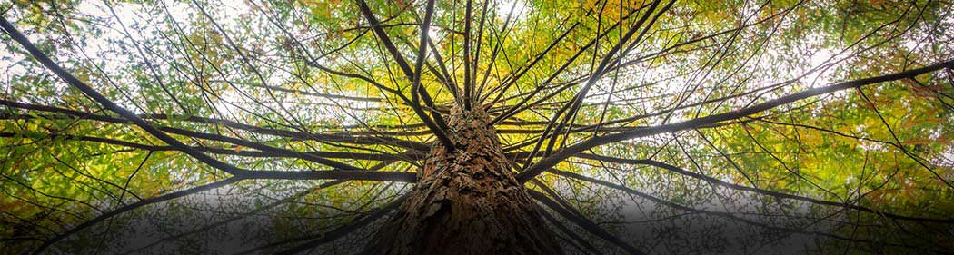 tree canopy