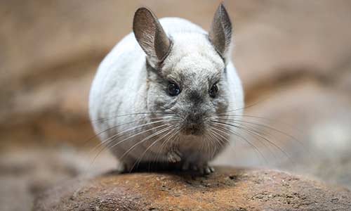 chinchilla