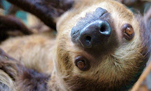 sloth