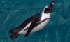 african penguin swimming