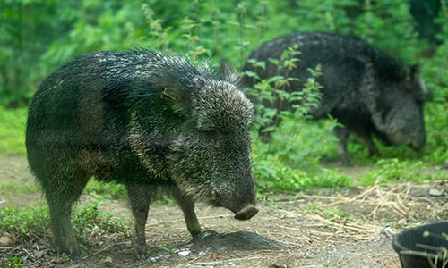 Chacoan peccary