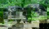 Chacoan peccary