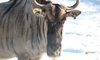 wildebeest
