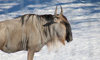 wildebeest