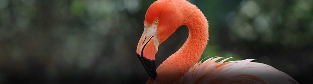 flamingo